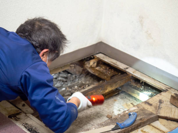 Attic Mold Removal in Harrisonburg, VA