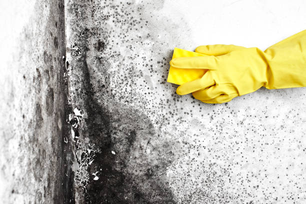 Best Home Mold Removal  in Harrisonburg, VA