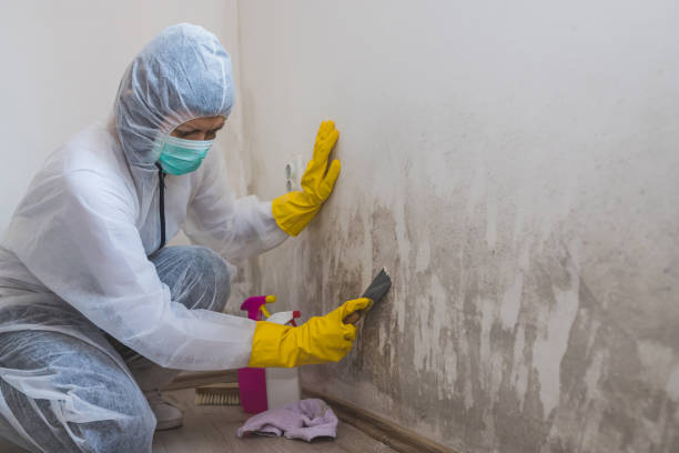 Best Mold Damage Repair  in Harrisonburg, VA