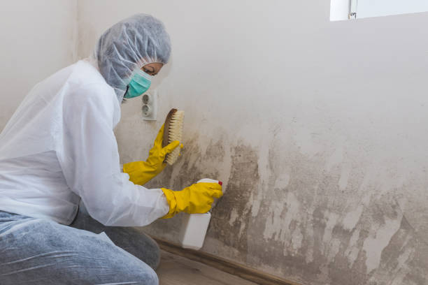 Best Toxic Mold Removal  in Harrisonburg, VA