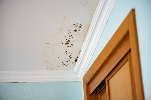 Best Mold Testing  in Harrisonburg, VA