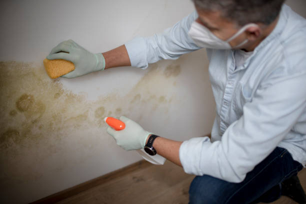 Best Office Mold Removal Services  in Harrisonburg, VA