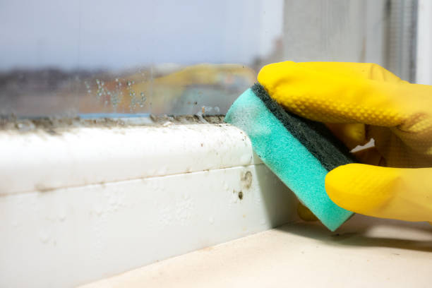 Best Mold Removal Company Near Me  in Harrisonburg, VA