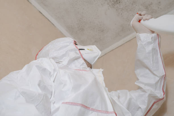 Best Affordable Mold Removal  in Harrisonburg, VA