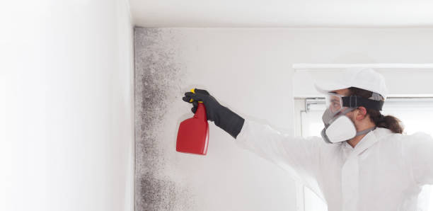 Best Black Mold Removal  in Harrisonburg, VA