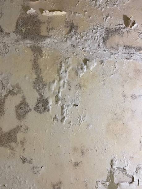 Crawl Space Mold Removal in Harrisonburg, VA