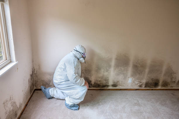 Best Mold Inspection  in Harrisonburg, VA