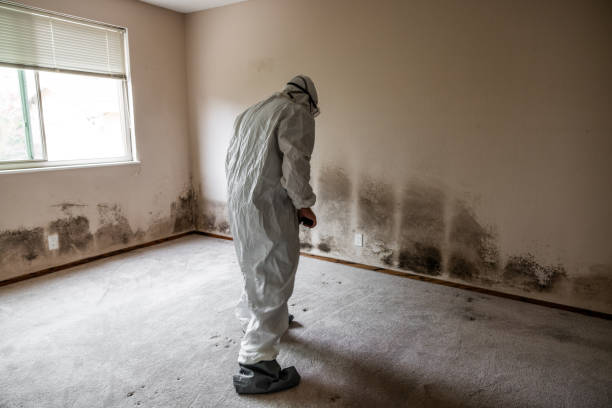 Best Crawl Space Mold Removal  in Harrisonburg, VA