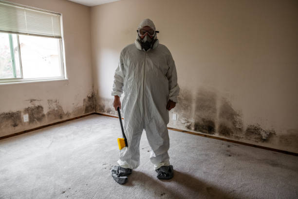 Best Mold Remediation Services  in Harrisonburg, VA