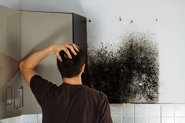 Professional Mold Removal in Harrisonburg, VA